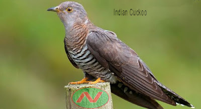 indian cuckoo bird, বউ কথা কও