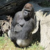 Staff zoo parah akibat diserang gorilla jantan