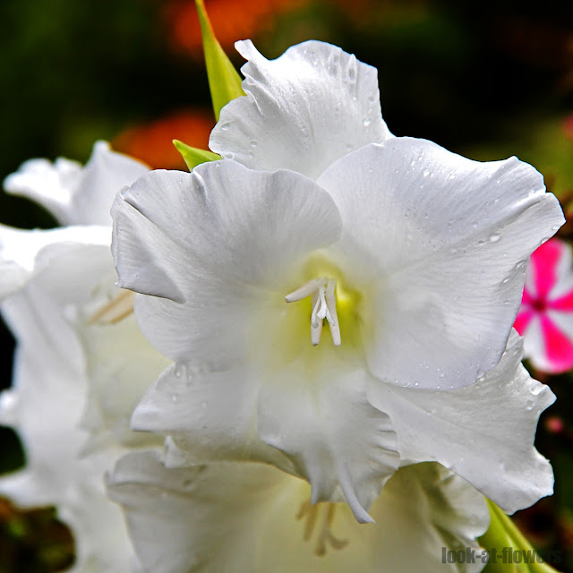 white flower of gladiolus