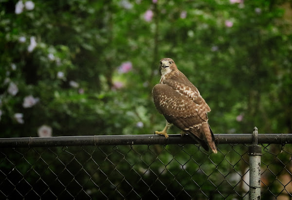 Tompkins Square red-tailed hawk fledgling