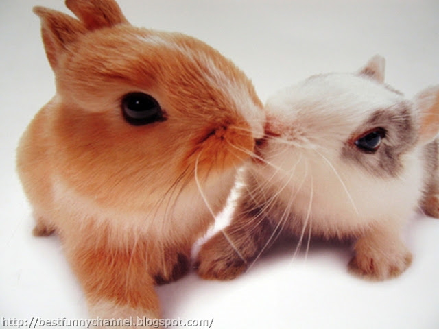 Cute bunny kiss.