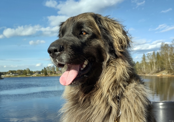 leonberger