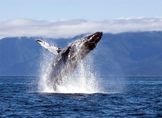 Humpback Whale