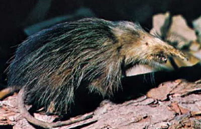 Cuban Solenodon