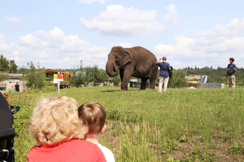 20150701 canada day zoo (326) edit