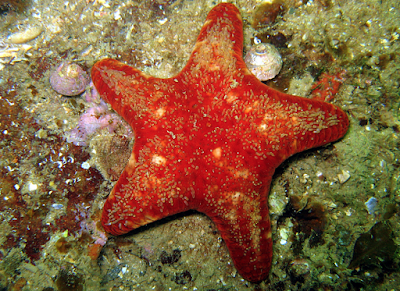 red velvet star