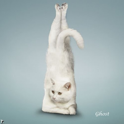 yoga with cat