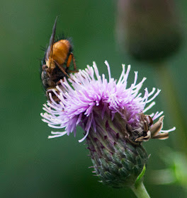 Something different: a fly, Tachina fera, on Creeping Thistle, Cirsium arvense.  Butterfly walk in Darrick and Newstead Woods, 23 July 2011.