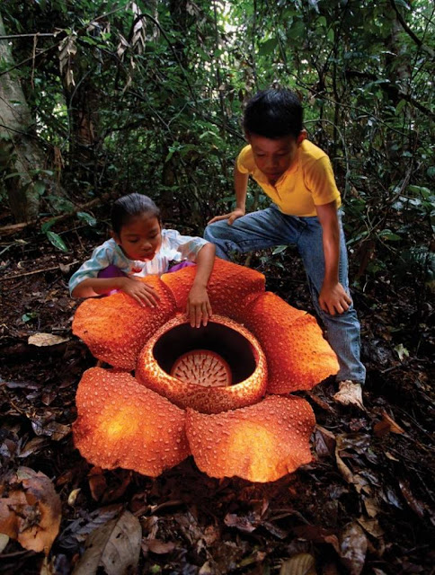 20 most unusual flowers in the world