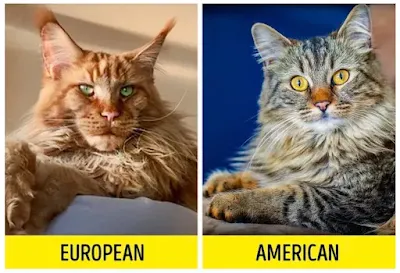 Differenza tra Maine Coon europeo e americano