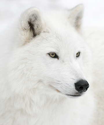 Funny white wolf face