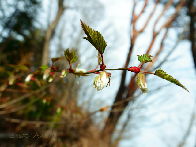 Rubus palmatus