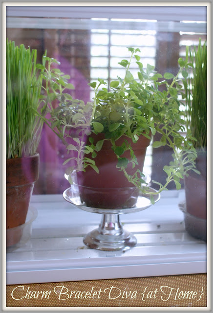 baby tears plant in clay pot on pedestal