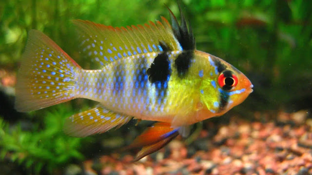 German Blue Ram