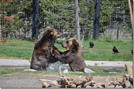 Yellowstone NP & Grizzly & Wolf Ctr 235