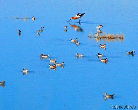 12. avocet n phaloropes-kab