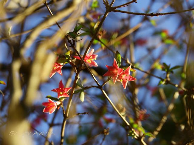 Lonicera gracilipes