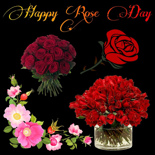 Happy Rose Day Images For Whatsapp