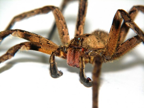 Qual é a aranha mais mortífera do mundo