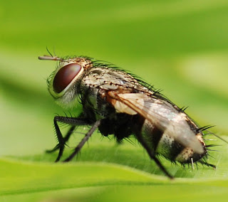  Walaupun para ilmuwan mengklaim bekerjsama lalat merupakan serangga yang paling berkemban 10 Binatang Terjorok Di Dunia