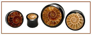 Ammonite Fossil Ear Plug Alargador de Fossil