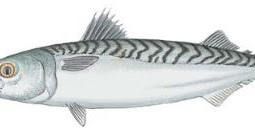 Atlantic Mackerel (Scomber scombrus)