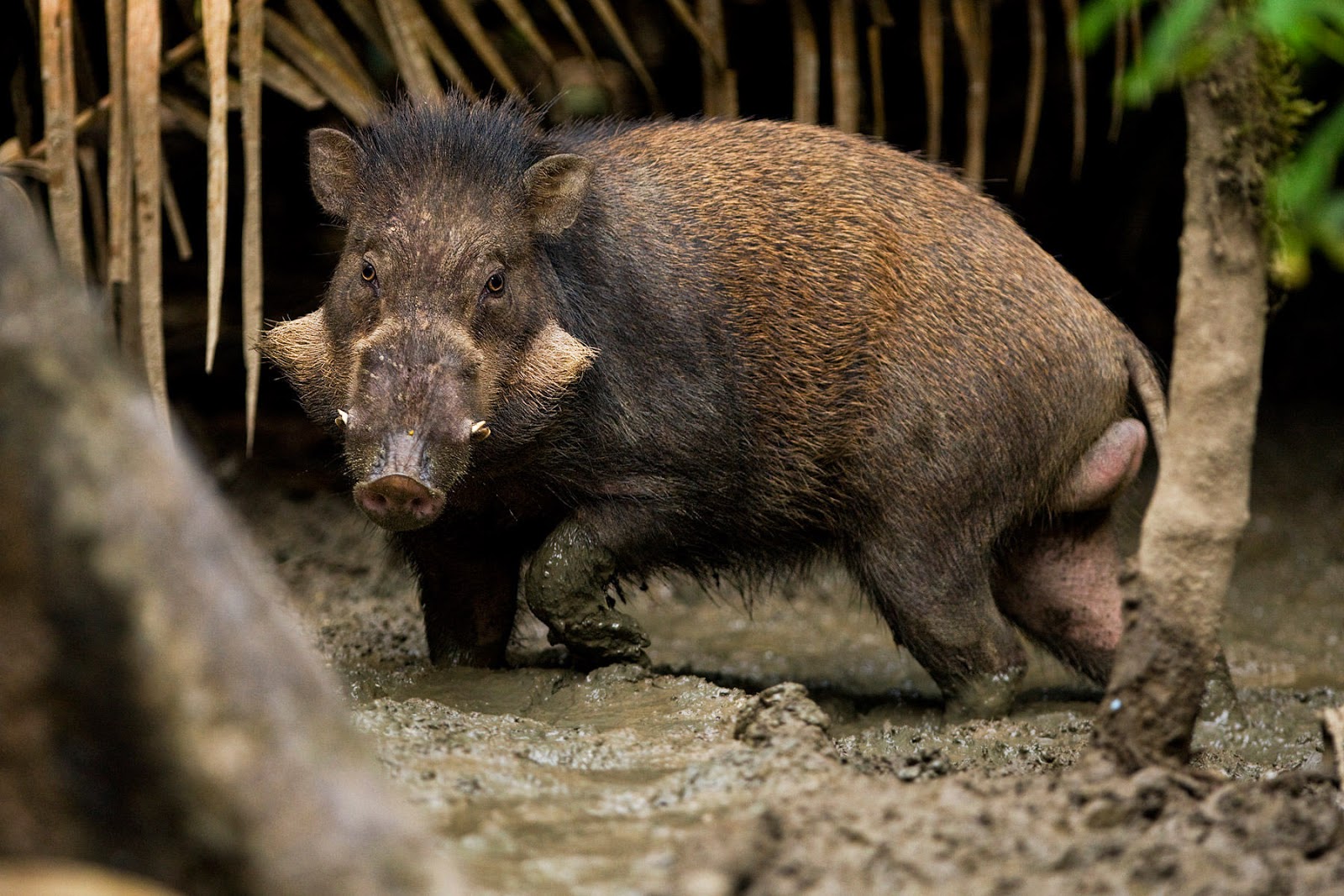 danger wild pigs wallpaper, wild pig pictures