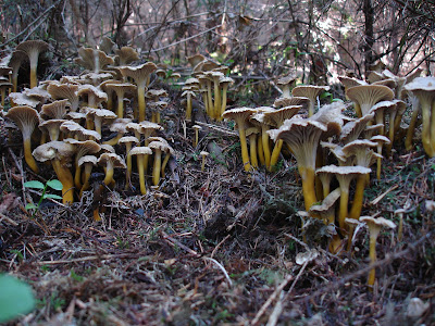 Pieprzniki trąbkowe Cantharellus tubaeformis