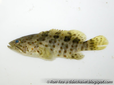 Orange-spotted grouper (Epinephelus coioides)