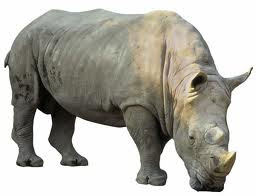 Attractive Rhino Image