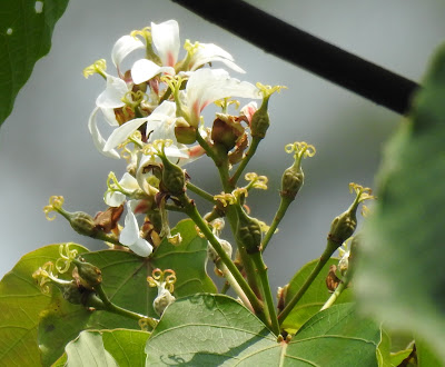 油桐雌花