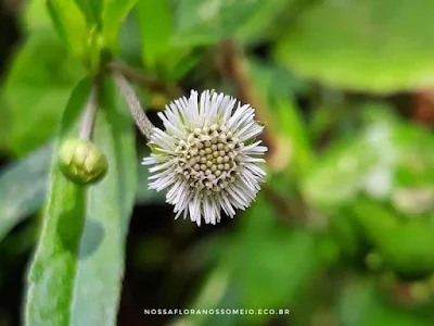 capítulo da erva-botão com flores brancas e minúsculas