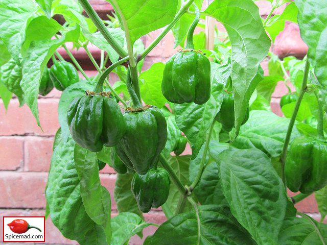 Papa Joe's Scotch Bonnet - 28th July 2023