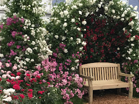 Pic of June roses around bench at Chelsea Flower Show, London 2017