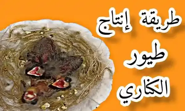 مرض النقطة السوداء point noir عند الفراخ و طرق الوقاية - najib-birdlovers