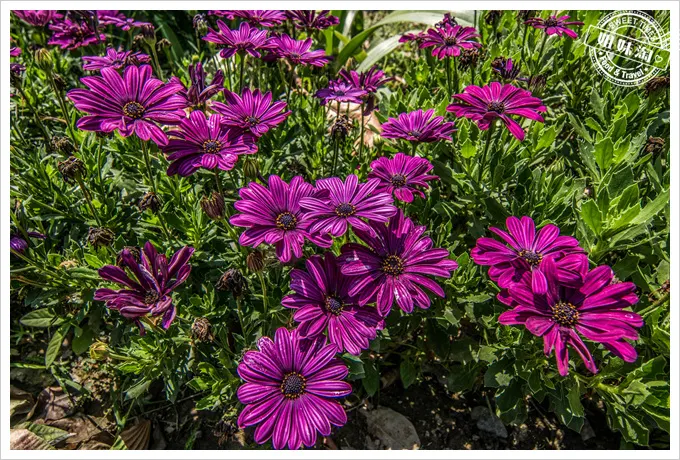 大東溼地公園陶園紫色的花