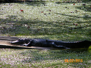 alligator in swamp in Charleston SC