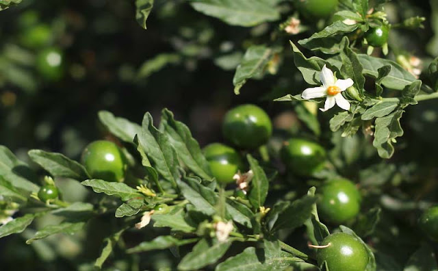 Solanum Pseudocapsicum