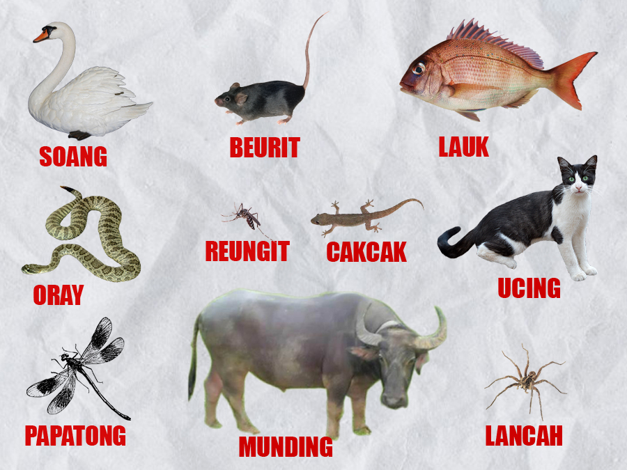 Belajar Mengenal Nama  Nama  Binatang  dalam Bahasa Sunda 