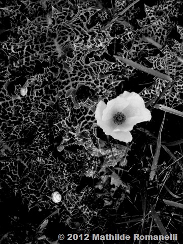 Champ de Coquelicot