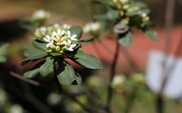 Pittosporum Tobira Flowers Pictures