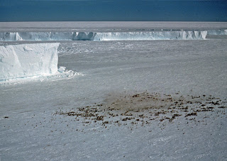 Emperor penguin colony at Halley Research Station