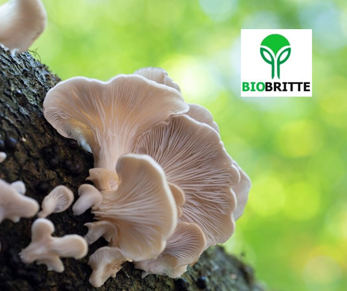 Oyster Mushrooms | Edible Mushrooms | Mushroom Learning Center Kolhapur