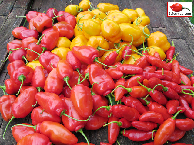 Rocoto Harvest - 14th October 2022