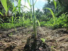 corn rows, 1 month after planting