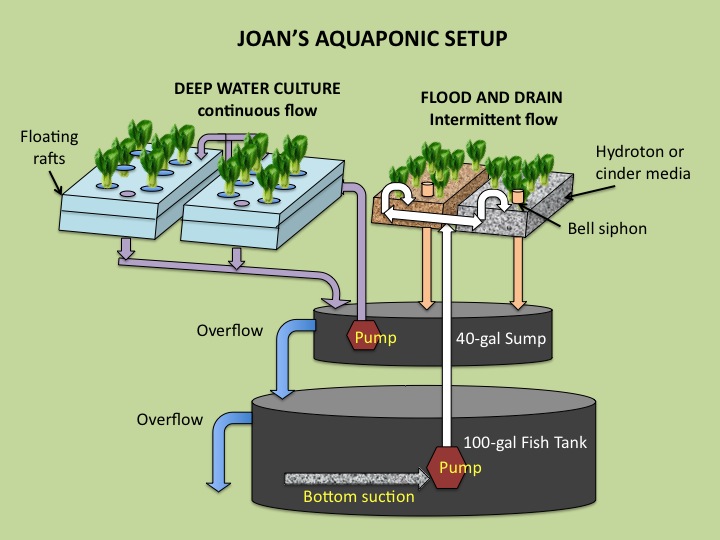 Aquaponics System With Fish Diagram, Aquaponics, Free 