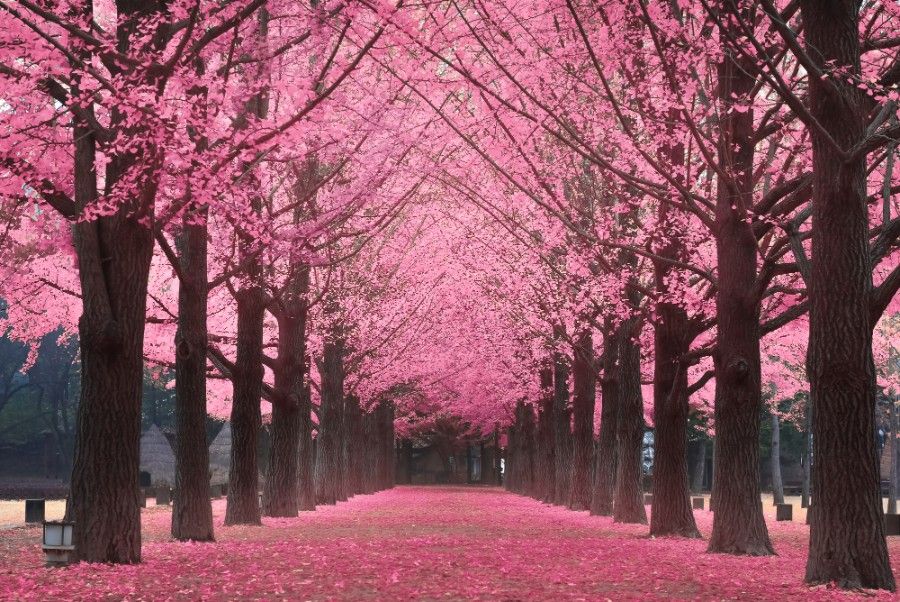 جزيرة نامي تفتح أزهار الكرز في كوريا الجنوبية
