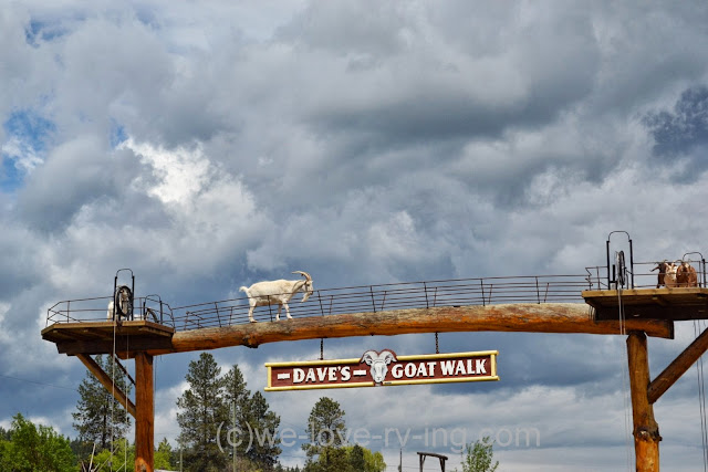 The goats enjoy their viewpoint