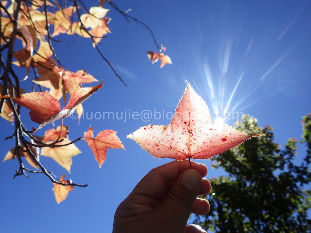 Wuling Farm maple autumn foliage