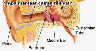 Apa manfaat cairan telinga?